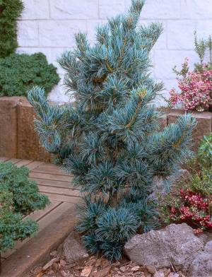 Fotografie - borovice