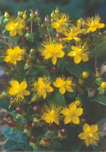 Fotografie - třezalka