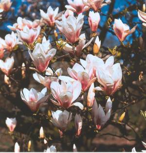 Magnólie